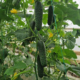 Hectarul - Seminte de Castraveti Dorna F1, 100 seminte, Hektar